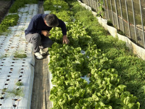 曽爾村での新たな販路・品目での野菜作りにチャレンジするパートナー募集