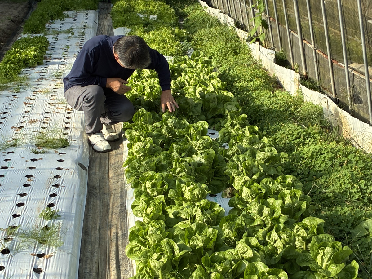 曽爾村での新たな販路・品目での野菜作りにチャレンジするパートナー募集